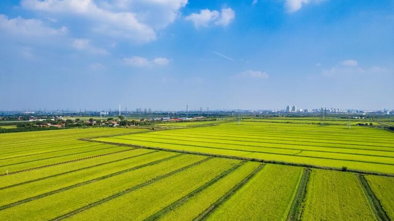 果蔬配送中心：如何搭建高效供應(yīng)鏈**