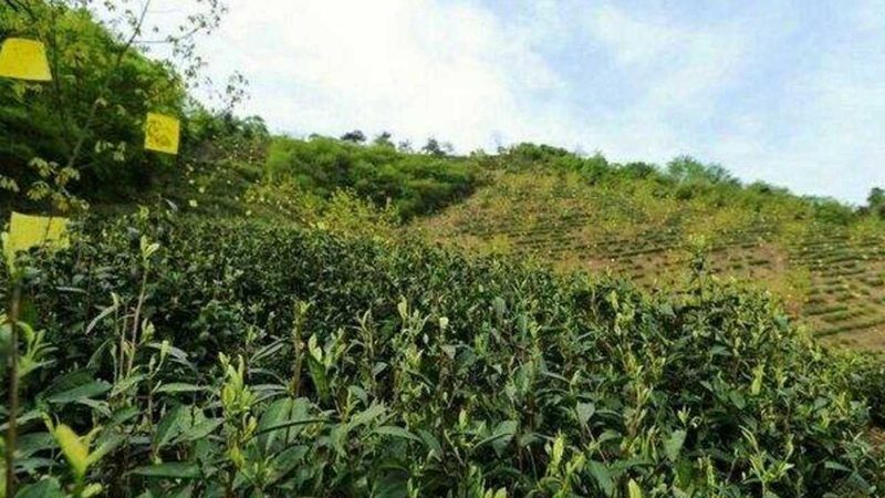 家庭菜園種植，這些注意事項你了解嗎？**