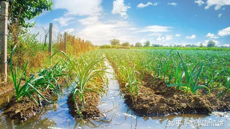育苗大棚一畝造價(jià)，你了解多少？**