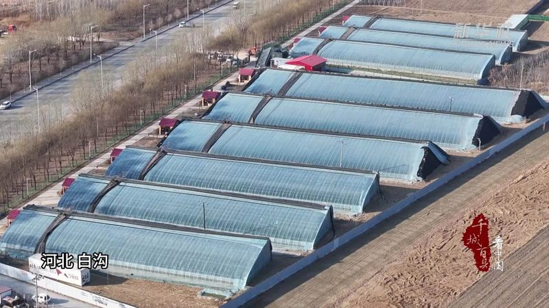 糧食種植用什么肥料好
