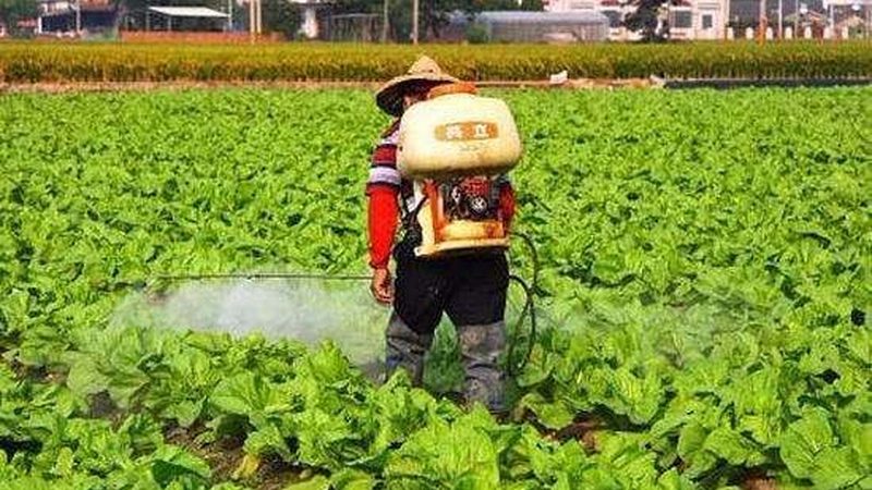 陽(yáng)臺(tái)水果盆栽，如何搭配出豐收美景？**